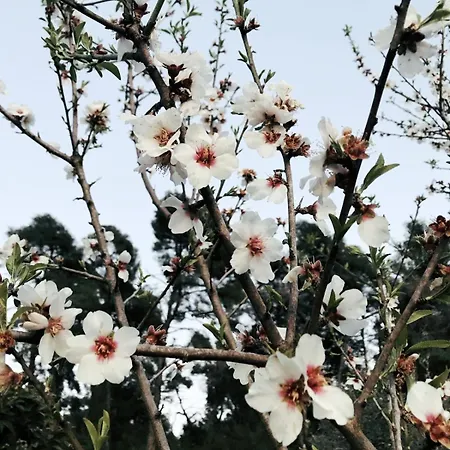 Camelia Elegant With Orchard & View 펜션 *