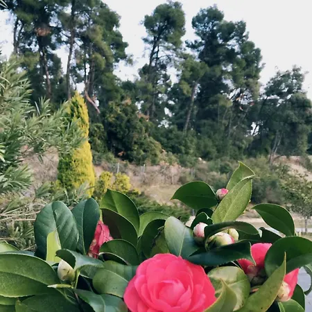 Camelia Elegant With Orchard & View 펜션