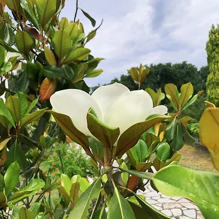 펜션 Camelia Elegant With Orchard & View *